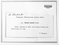 Bremia lactucae image